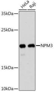 Western blot analysis of extracts of various cell lines, using Anti-NPM3 Antibody (A305394) at 1:1,000 dilution The secondary antibody was Goat Anti-Rabbit IgG H&L Antibody (HRP) at 1:10,000 dilution Lysates/proteins were present at 25 µg per lane