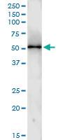 Anti-CCNA2 Rabbit Polyclonal Antibody