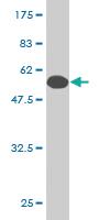 Anti-IGSF6 Mouse Monoclonal Antibody [clone: 1A10]