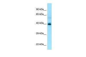 Anti-P2RY13 Rabbit Polyclonal Antibody