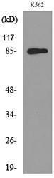 Western blot analysis of lysate from K562 cells using Anti-MPO Antibody