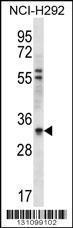 Anti-HAX1 Rabbit Polyclonal Antibody (HRP (Horseradish Peroxidase))