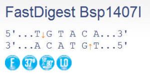 FERMFD0934 - ENZYME FD BSP1407I 100µL (100RXN)