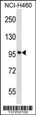 Anti-FBXL13 Rabbit Polyclonal Antibody (PE (Phycoerythrin))