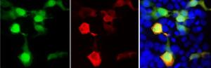 Anti-GFP antibody