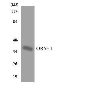 Western blot analysis of the lysates from HepG2 cells using Anti-OR5H1 Antibody