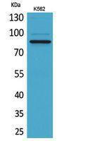 Western blot analysis of K562 cells using Anti-MPO Antibody