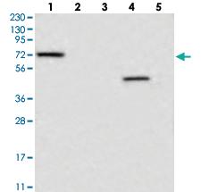 Anti-LRRC40 Rabbit Polyclonal Antibody