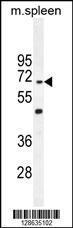 Anti-CCDC9 Rabbit Polyclonal Antibody (Biotin)