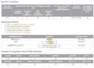 FERMFD0784 - ENZYME FD BSP143I 40µL (40RXN)