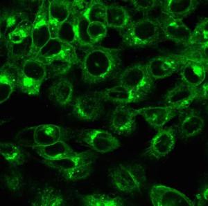 Immunofluorescent analysis of HeLa cells stained with Anti-beta 2 Microglobulin Antibody [rB2M/961] followed by Goat Anti-Mouse IgG (CF&#174; 488) (Green)