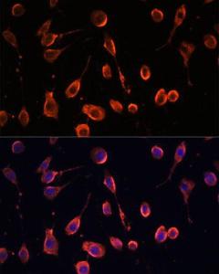 Immunofluorescence analysis of L929 cells using Anti-MT-ATP6 Antibody (A306301) at a dilution of 1:100. DAPI was used to stain the cell nuclei (blue).