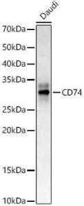 Western blot analysis of extracts of Daudi cells, using Anti-CD74 Antibody (A9737) at 1:400 dilution The secondary antibody was Goat Anti-Rabbit IgG H&L Antibody (HRP) at 1:10,000 dilution Lysates/proteins were present at 25 µg per lane