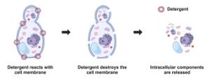 Image for ReadiUse™ Yeast Cell Lysis Buffer *5X*