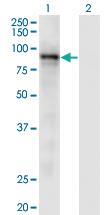 Anti-RASA3 Mouse Monoclonal Antibody [clone: 1F11]