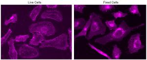 Image for mFluor™ Violet 500-Wheat Germ Agglutinin (WGA) Conjugate