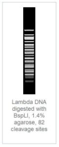 FERMER1152 - ENZYME BSPLI 1000 UNITS