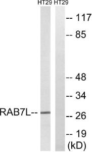 Anti-RAB7L1 Rabbit Polyclonal Antibody