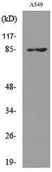 Western blot analysis of lysate from A549 cells using Anti-MME Antibody