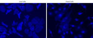 Image for iFluor® 350-Wheat Germ Agglutinin (WGA)&nbsp;Conjugate