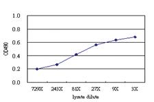 Anti-POLK Antibody Pair