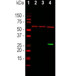 Anti-GFP antibody