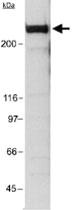 Anti-EP300 Mouse Monoclonal Antibody [clone: RW128]