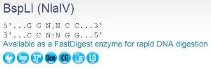 FERMER1152 - ENZYME BSPLI 1000 UNITS