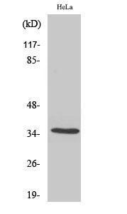 Western blot analysis of various cells using Anti-OR5F1 Antibody