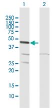 Anti-MAPKAPK2 Rabbit Polyclonal Antibody