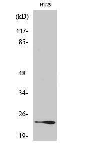 Anti-RAB7L1 Rabbit Polyclonal Antibody