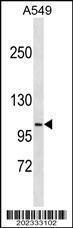 Anti-DISC1 Mouse Monoclonal Antibody [clone: 584CT4.2.1]