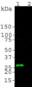 Blot of crude homogenate from HEK293 cells