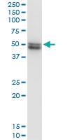 Anti-VRK1 Mouse Monoclonal Antibody