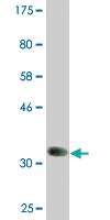 Anti-BMP8B Mouse Monoclonal Antibody [clone: 6D6]