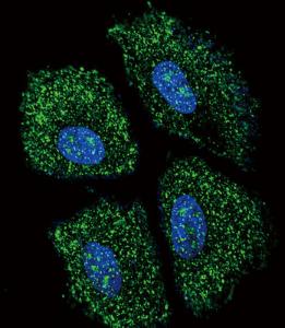 Anti-UGT2B15 Rabbit Polyclonal Antibody (APC (Allophycocyanin))