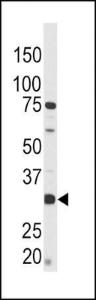 Anti-CREB Rabbit Polyclonal Antibody (PE (Phycoerythrin))