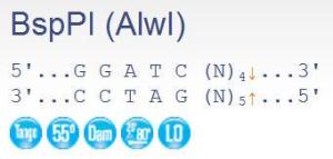 FERMER1322 - ENZYME BSPPI 500 UNITS