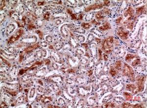 Immunohistochemical analysis of paraffin-embedded human kidney using Anti-MME Antibody