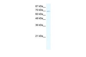 Anti-ZNF750 Rabbit Polyclonal Antibody