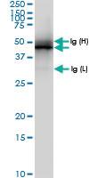 Anti-MAPKAPK2 Rabbit Polyclonal Antibody