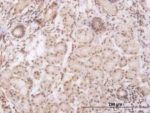 Anti-GSC Mouse Monoclonal Antibody [clone: 3G6]