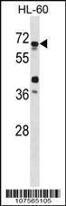 Anti-ATG4D Rabbit Polyclonal Antibody