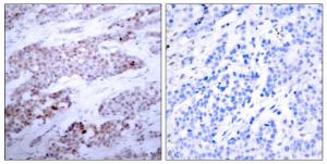 Anti-ATF-4 Rabbit Polyclonal Antibody