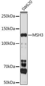 Anti-MSH3 Antibody (A9739)