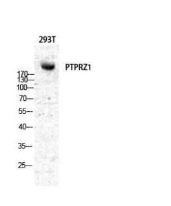 Western blot analysis of various cells using Anti-PTPRZ1 Antibody