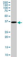 Anti-NODAL Mouse Monoclonal Antibody [clone: 5A3]