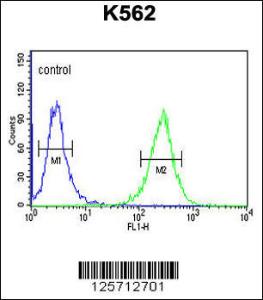 Anti-B3GAT1 Rabbit Polyclonal Antibody