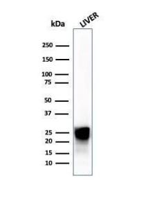 Western blot analysis of human liver tissue lysate using Anti-Cathepsin D Antibody [CTSD/4497]