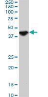 Anti-NODAL Mouse Monoclonal Antibody [clone: 5A3]